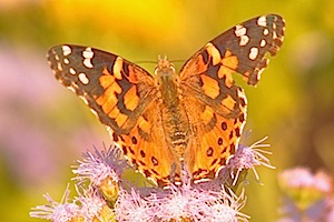 Painted Lady Butterfly